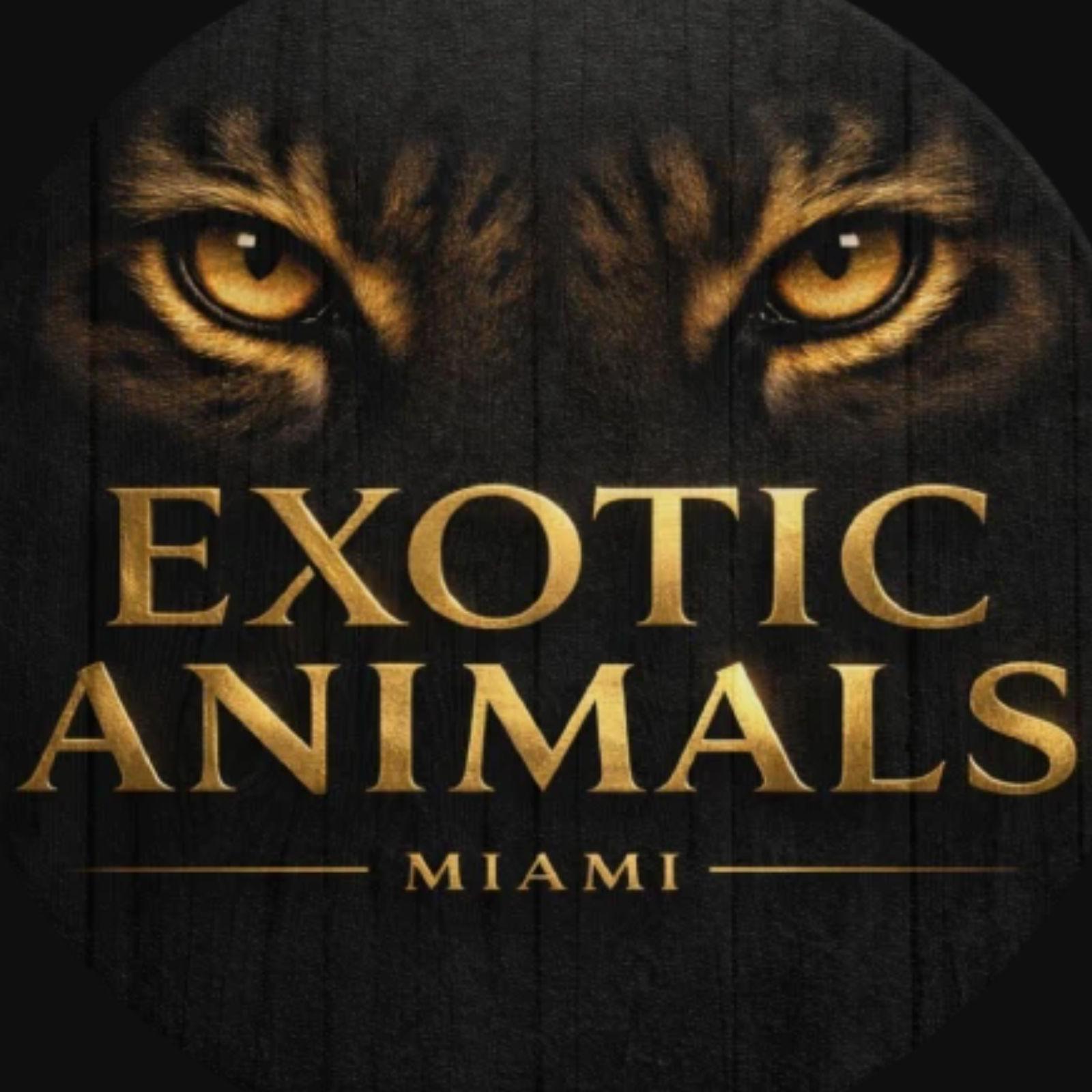 Exotic Miami 